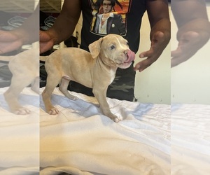 Medium American Bully