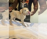 Puppy Puppy 5 American Bully