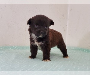 Poodle (Miniature) Puppy for sale in CLARK, MO, USA