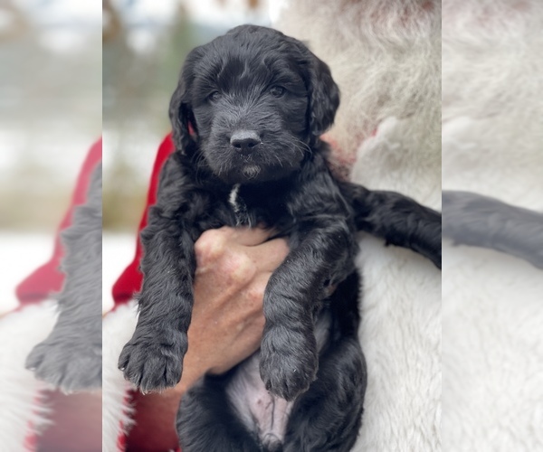 Medium Photo #5 Goldendoodle Puppy For Sale in SPOKANE, WA, USA