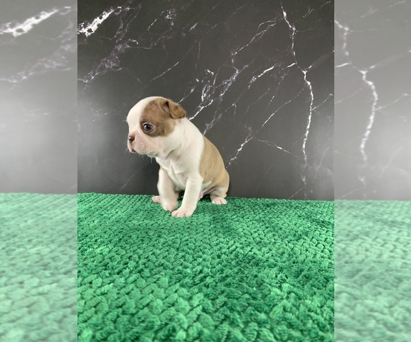 Medium Photo #5 Boston Terrier Puppy For Sale in TULARE, CA, USA