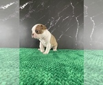 Small Photo #112 Boston Terrier Puppy For Sale in TULARE, CA, USA