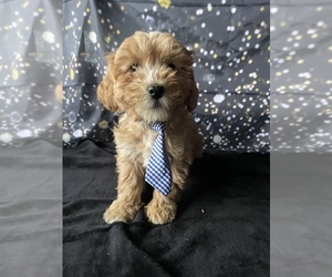 Cavapoo Puppy for sale in LANCASTER, PA, USA