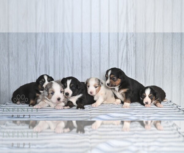 Medium Photo #2 Miniature Australian Shepherd Puppy For Sale in REBERSBURG, PA, USA