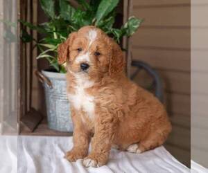 Goldendoodle (Miniature) Puppy for sale in NEWMANSTOWN, PA, USA