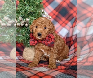 Goldendoodle (Miniature) Puppy for sale in OXFORD, PA, USA