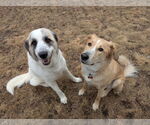 Small #4 Great Pyrenees
