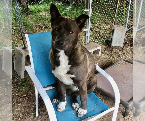 Medium Photo #2 Mutt Puppy For Sale in Sequim, WA, USA