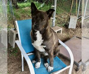 Trac - Male Staffordshire Bull Terrier-Unknown Mix Dog for Adoption - Photo #2
