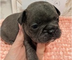Small Photo #4 French Bulldog Puppy For Sale in PORTSMOUTH, RI, USA