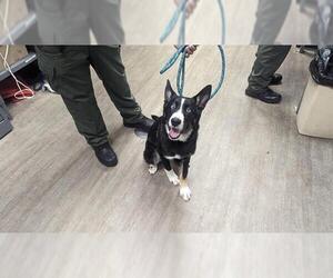 Border Collie Dogs for adoption in Pasadena, CA, USA