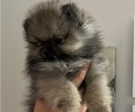 Small #8 Pomeranian