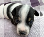 Small Photo #3 Rat Terrier Puppy For Sale in WHITAKERS, NC, USA
