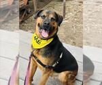 Small #4 Rottweiler Mix