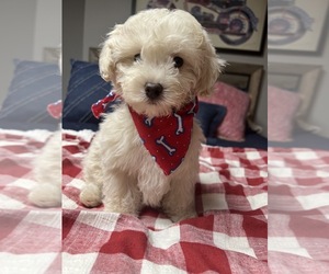 Maltese-Poodle (Toy) Mix Puppy for sale in RICHMOND, IL, USA