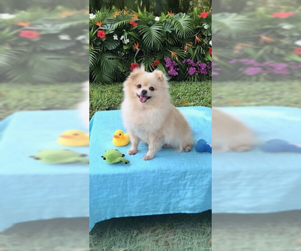 Medium Photo #3 Shiranian Puppy For Sale in Weston, FL, USA