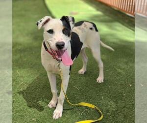 Mutt Dogs for adoption in Las Vegas, NV, USA