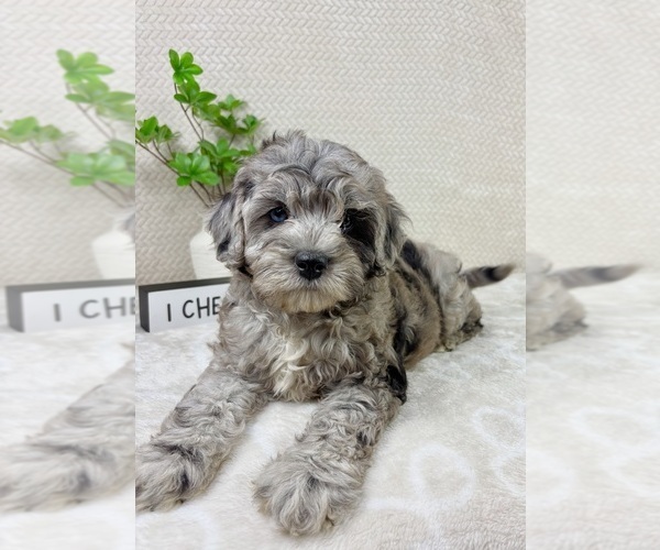 Medium Photo #3 Cavapoo (Miniature) Puppy For Sale in INDIANAPOLIS, IN, USA