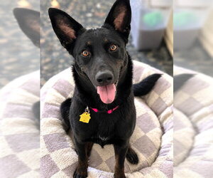German Shepherd Dog-Unknown Mix Dogs for adoption in Oklahoma City, OK, USA