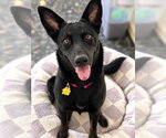 WEDNESDAY - Female German Shepherd Dog-Unknown Mix Dog for Adoption - Small photo