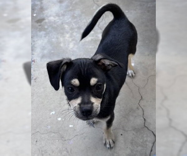 Medium Photo #5 Chihuahua-Unknown Mix Puppy For Sale in Corona, CA, USA