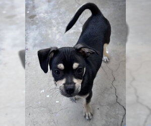 Odie - Male Chihuahua-Unknown Mix Dog for Adoption - Photo #5