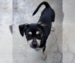 Small #4 Chihuahua Mix