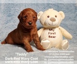 Small Photo #2 Goldendoodle Puppy For Sale in BREA, CA, USA