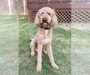 Father of the Labradoodle puppies born on 05/30/2025