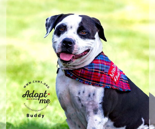 Medium Photo #17 Bullypit Puppy For Sale in Salt Lake City, UT, USA