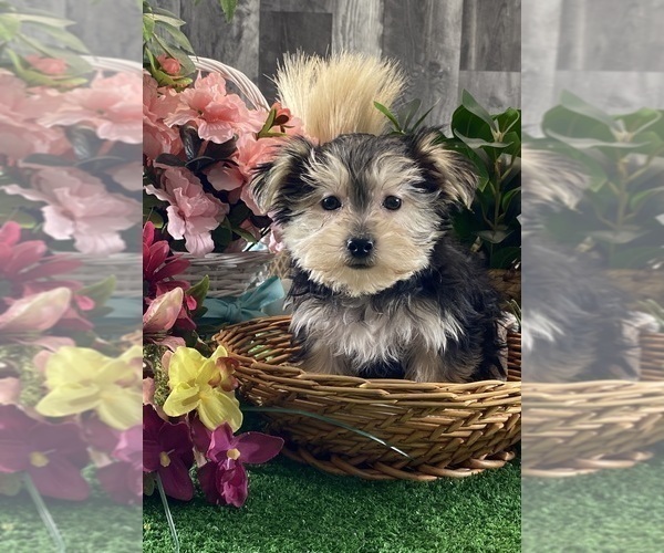 Medium Photo #1 Morkie Puppy For Sale in CANOGA, NY, USA