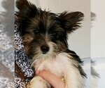 Small Photo #5 Yorkshire Terrier Puppy For Sale in HUDDLESTON, VA, USA