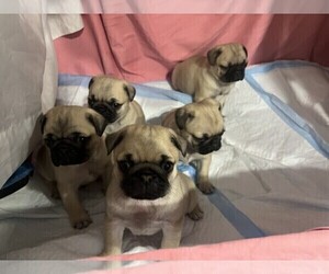 Pug Litter for sale in GREAT NOTCH, NJ, USA