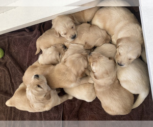 Golden Retriever Puppy for sale in RACINE, WI, USA