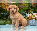 Puppy Atlas Golden Retriever