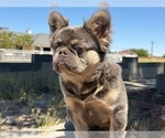 Small #27 French Bulldog
