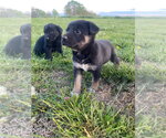 Small #3 Shepradors