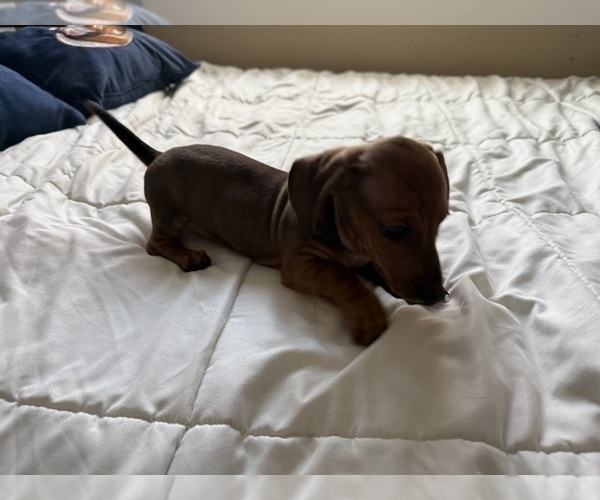 Medium Photo #4 Dachshund Puppy For Sale in TRACY, CA, USA