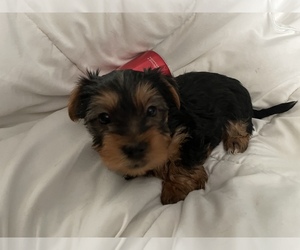 Yorkshire Terrier Puppy for sale in GREENSBURG, PA, USA