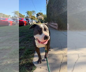 Benny (Courtesy) - Male Staffordshire Bull Terrier-Unknown Mix Dog for Adoption - Photo #3