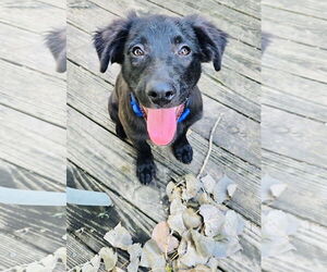 Shepradors Dogs for adoption in Princeton, MN, USA