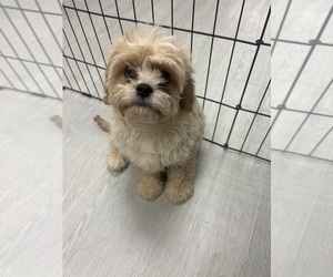 Cavapoo Puppy for sale in RANDOLPH, MA, USA