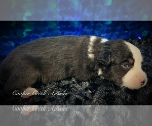 Miniature Australian Shepherd Puppy for Sale in SMITHVILLE, Arkansas USA