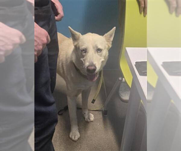 Medium Photo #1 Siberian Husky Puppy For Sale in Houston, TX, USA