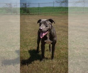 Mutt Dogs for adoption in Abbeville, LA, USA