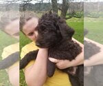 Puppy 3 Aussiedoodle