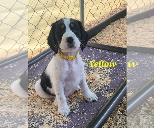 Medium Photo #13 English Springer Spaniel Puppy For Sale in PENDLETON, OR, USA