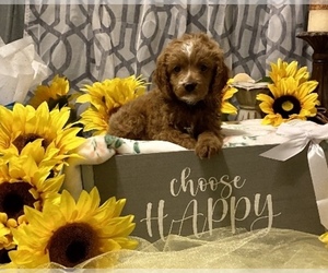 Cavalier King Charles Spaniel-Poodle (Toy) Mix Puppy for sale in MCKINNEY, TX, USA