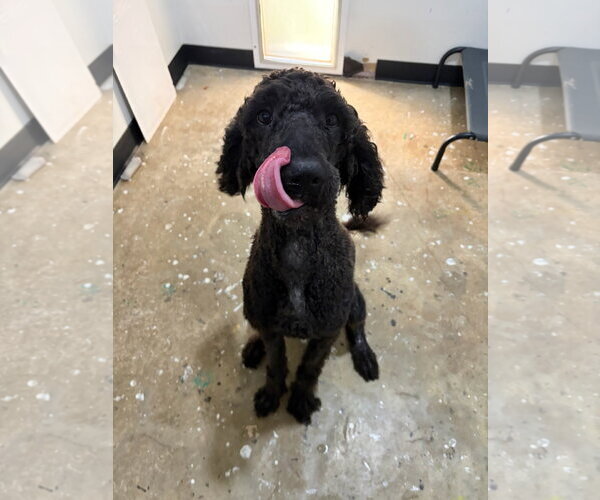 Medium Photo #2 Goldendoodle Puppy For Sale in Oakhurst, NJ, USA