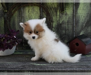 Pomeranian Puppy for sale in SUGARCREEK, OH, USA